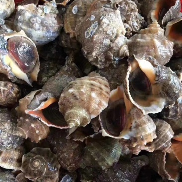 海螺红鲤螺，一手货源，长期供应批发市场，酒店，烧烤店