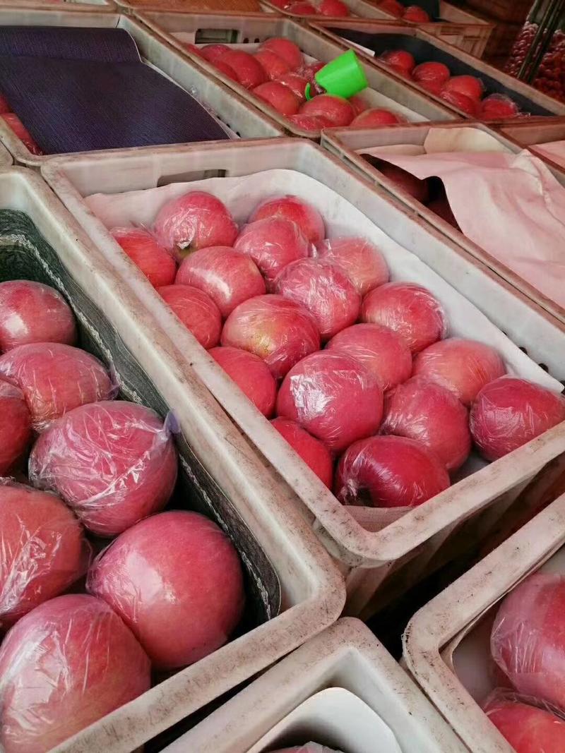 大量供应山西运城黄土高坡优质红富士苹果