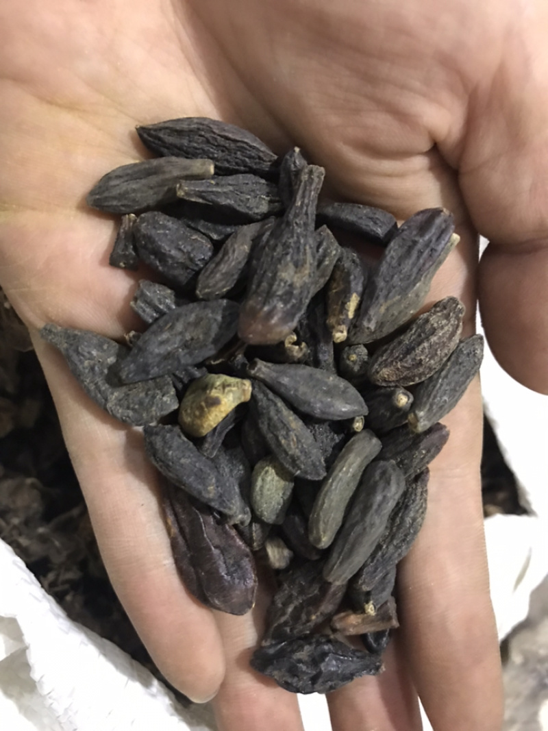 西青果青果保庆药业批发西青果实物拍摄青果
