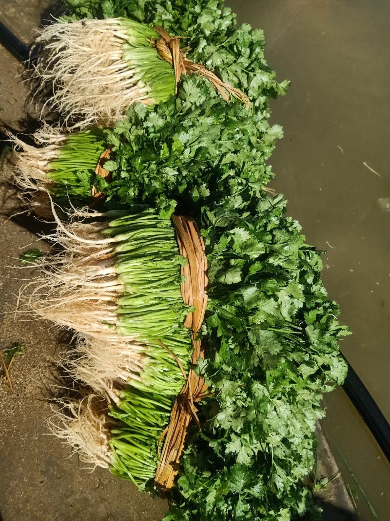 精品香菜25/30公分长度量大从优