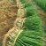精品靓货香葱40-45公分