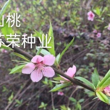 野生山桃种子山杏种子毛桃胡核种籽育苗嫁接桃树砧木