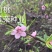 野生山桃种子山杏种子毛桃胡核种籽育苗嫁接桃树砧木