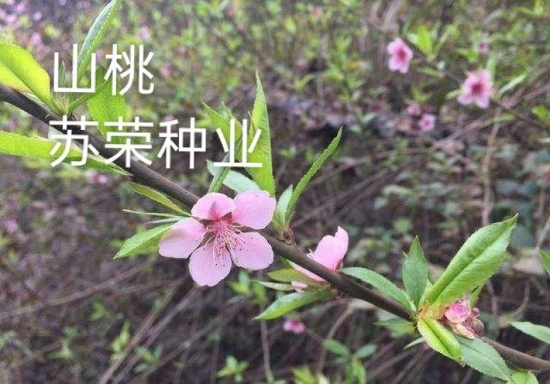 野生山桃种子山杏种子毛桃胡核种籽育苗嫁接桃树砧木
