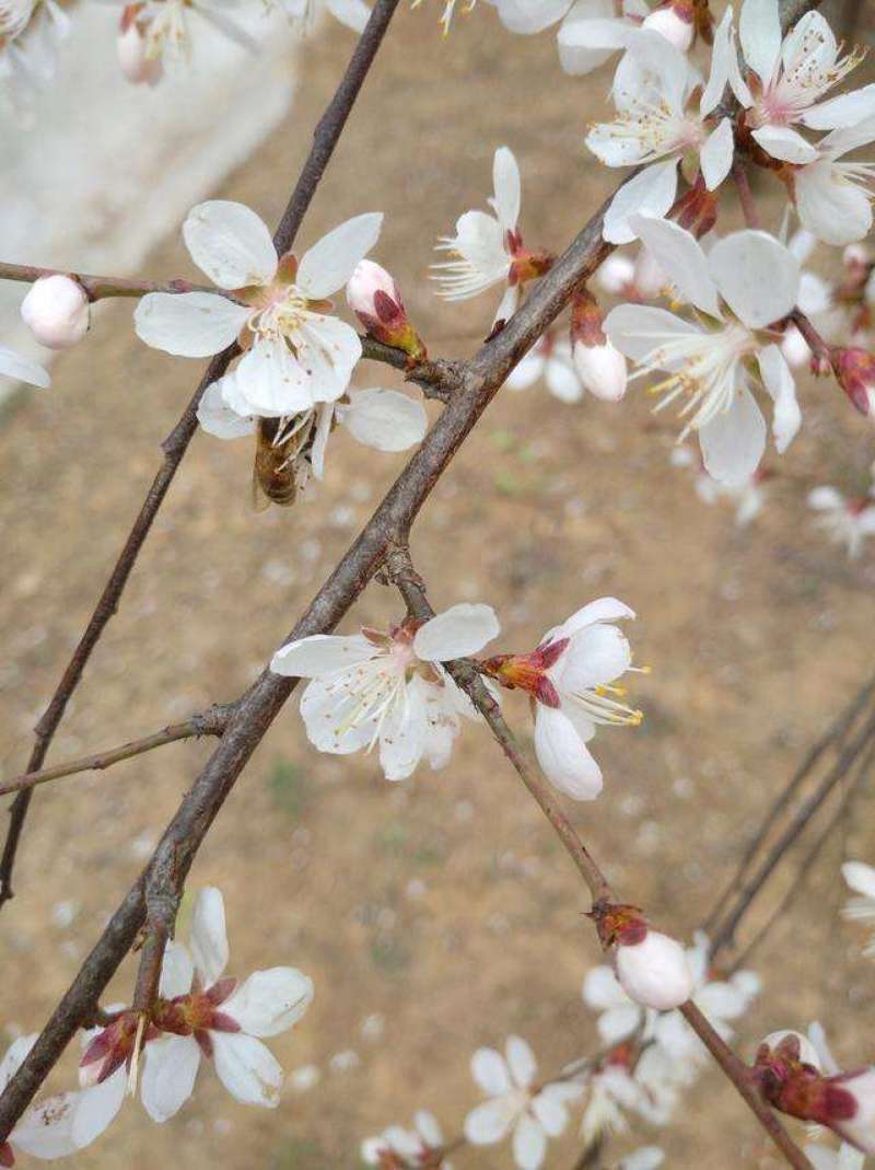野生山桃种子山杏种子毛桃胡核种籽育苗嫁接桃树砧木
