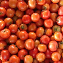 云南大红西红柿，果型光滑，颜色新鲜，基地供应，品质完善！