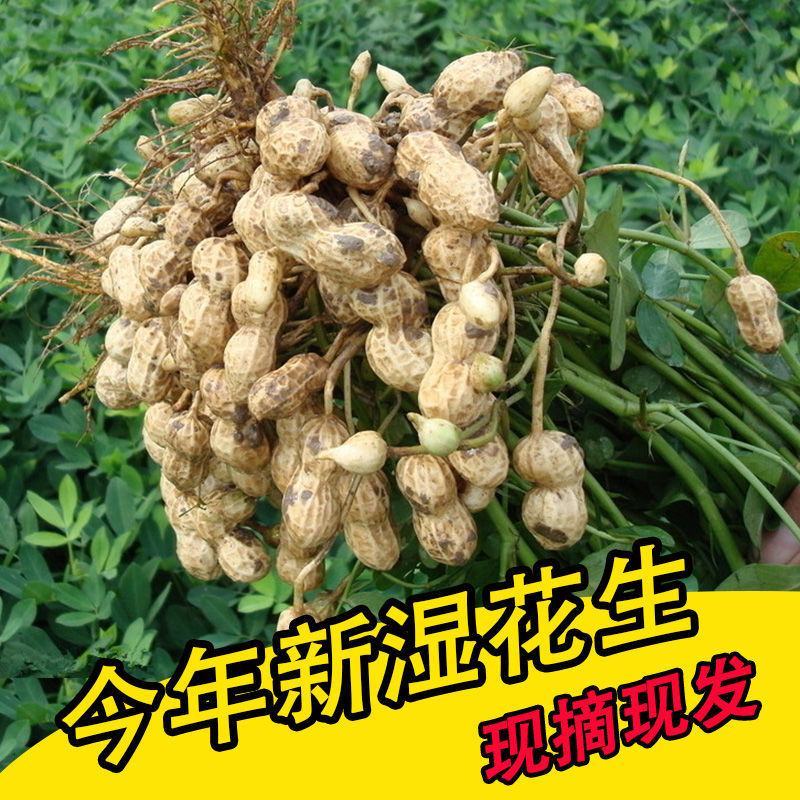 【超值5斤装现挖鲜花生】20年生花生湿花生带泥花生包邮
