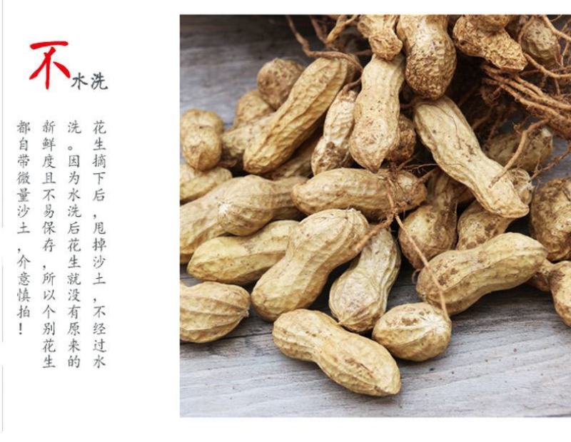 【超值5斤装现挖鲜花生】20年生花生湿花生带泥花生包邮