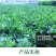 【超值5斤装现挖鲜花生】20年生花生湿花生带泥花生包邮