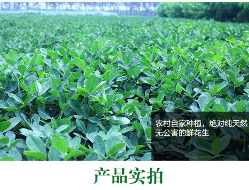 【超值5斤装现挖鲜花生】20年生花生湿花生带泥花生包邮