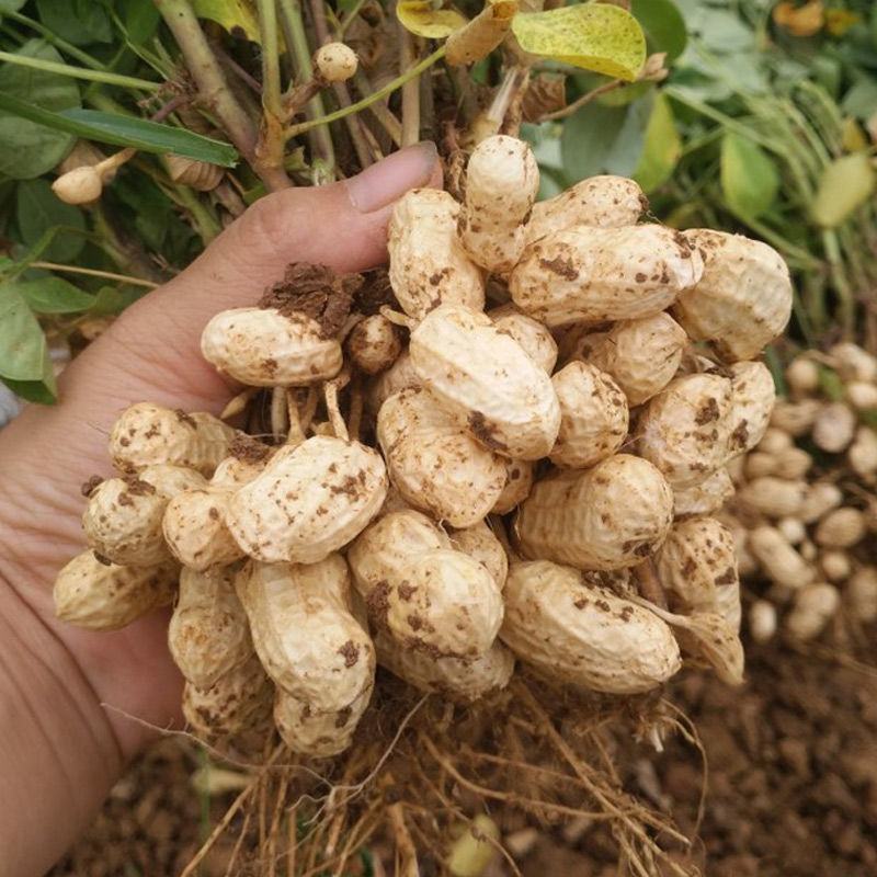 【超值5斤装现挖鲜花生】20年生花生湿花生带泥花生包邮