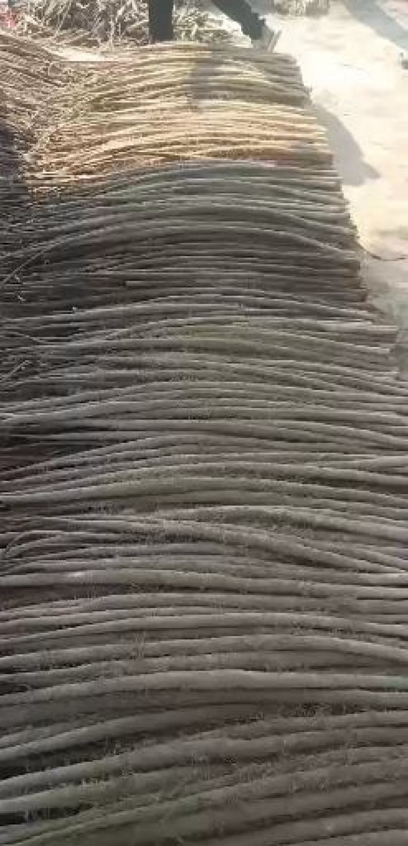 新山药开挖了，质量很好。可以打电话