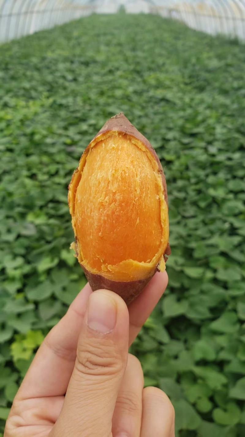 西瓜红5斤袋装，支持各种规格，社区团购，一件代发。