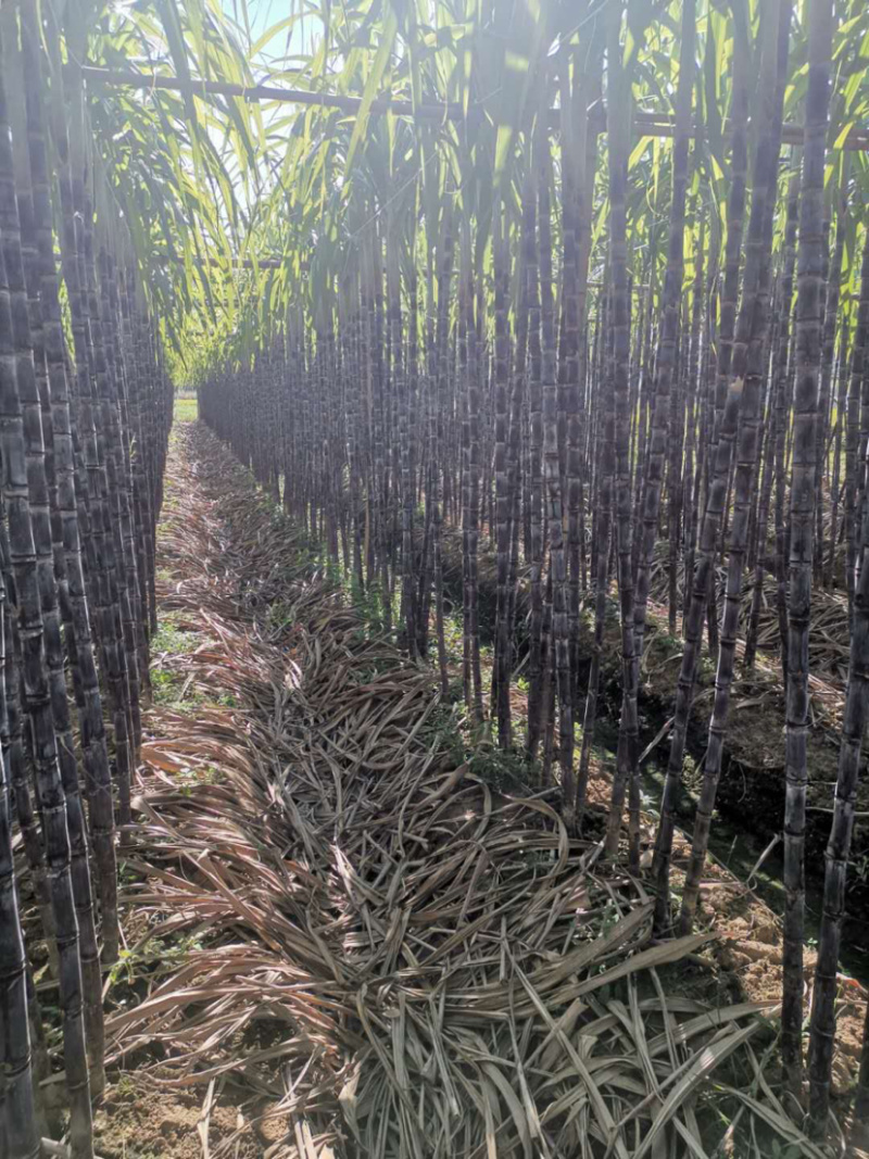 黑皮，黄皮甘蔗小张代办