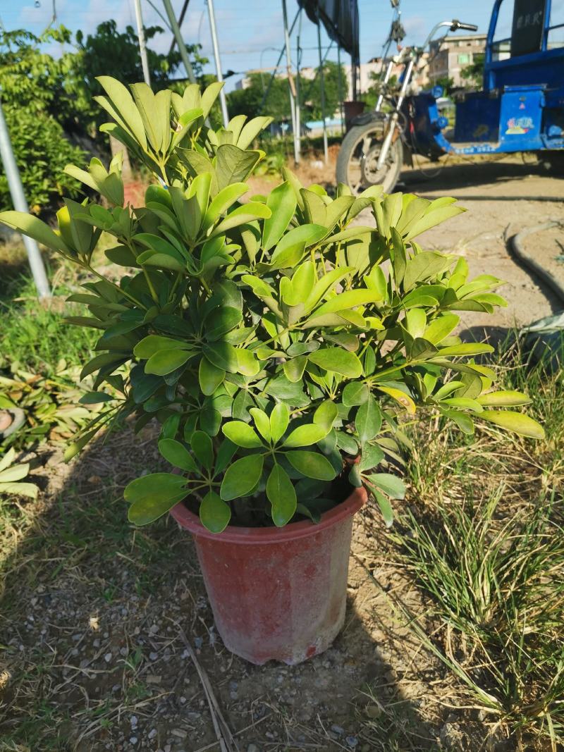 鸭脚木绿化苗木多种规格