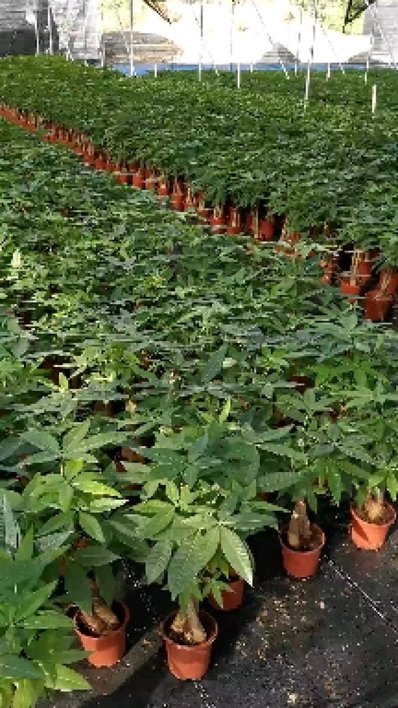 发财树室内盆栽多种规格