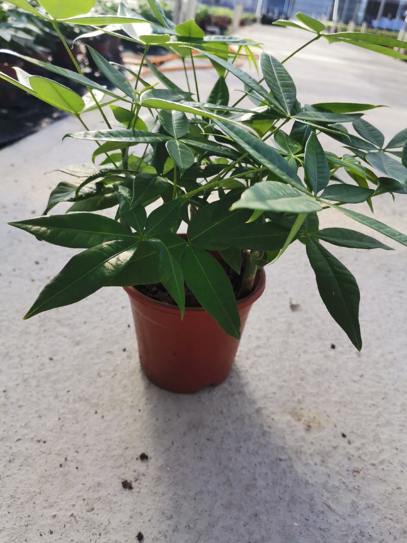 发财树室内盆栽多种规格