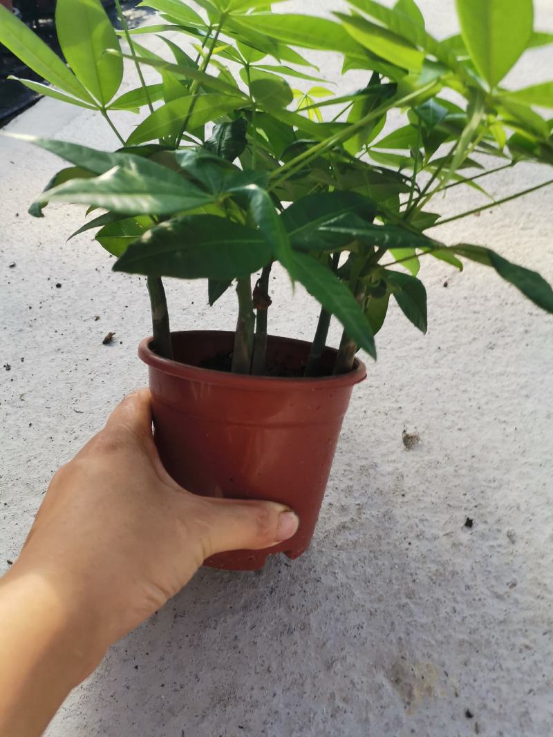 发财树室内盆栽多种规格