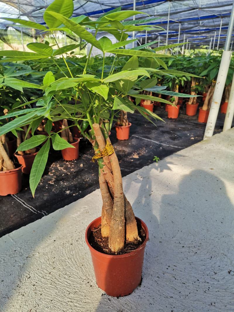 发财树室内盆栽多种规格