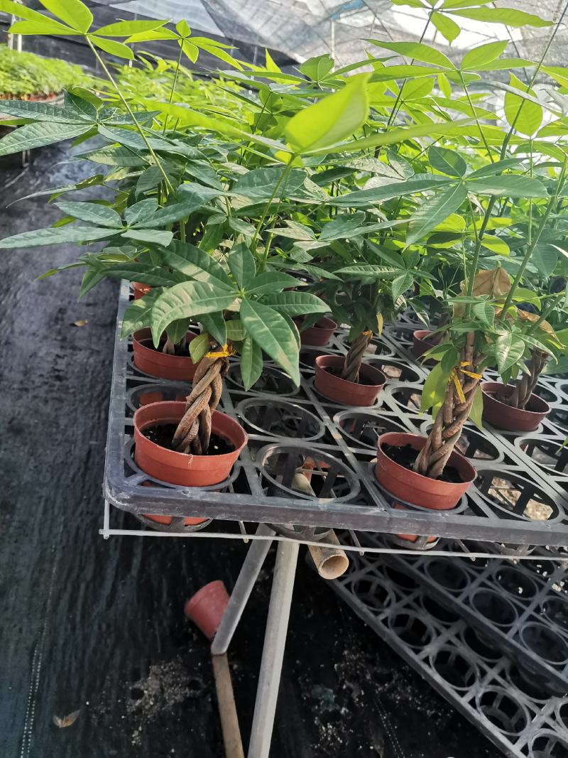 发财树室内盆栽多种规格