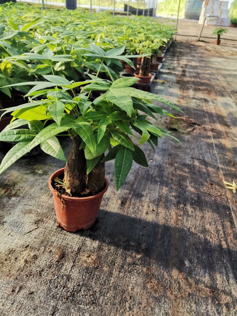 发财树室内盆栽多种规格