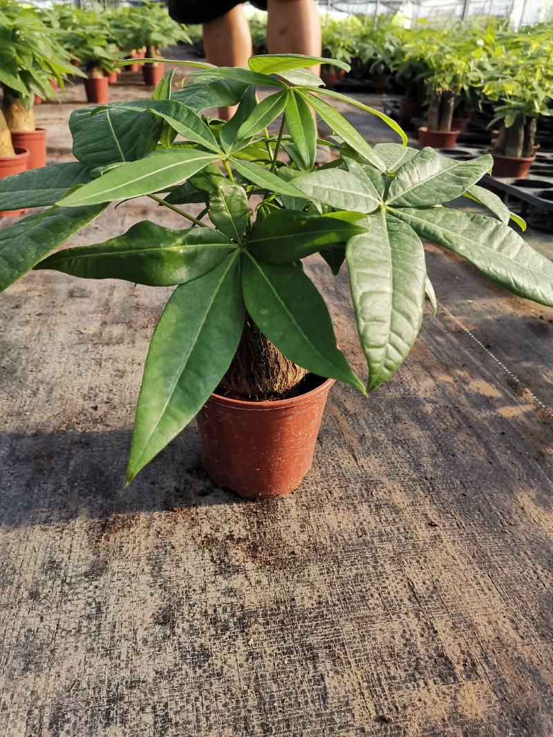 发财树室内盆栽多种规格
