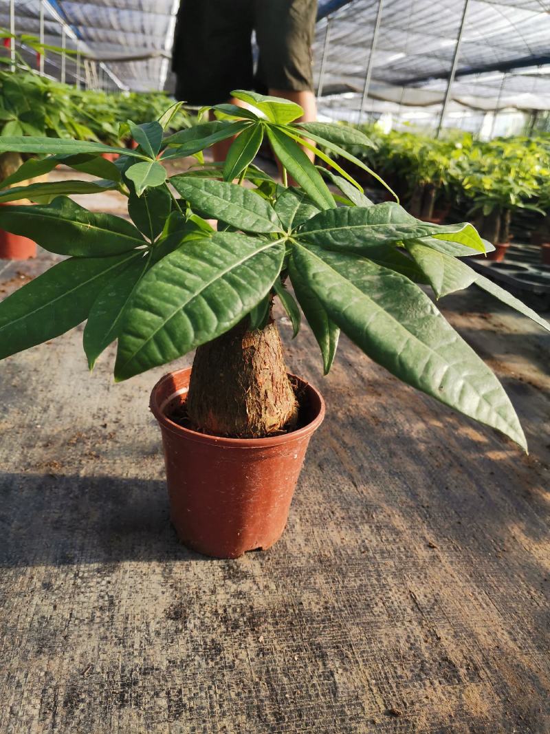 发财树室内盆栽多种规格