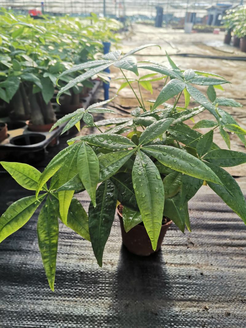 发财树室内盆栽多种规格