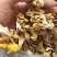 【推荐】榆黄蘑姬松茸鸡油菌一手货源原产地供货