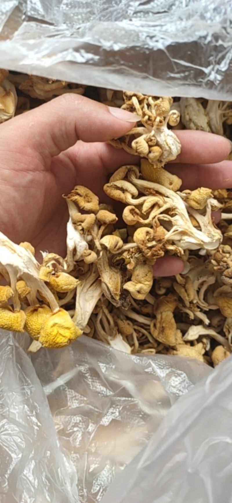 【推荐】榆黄蘑姬松茸鸡油菌一手货源原产地供货