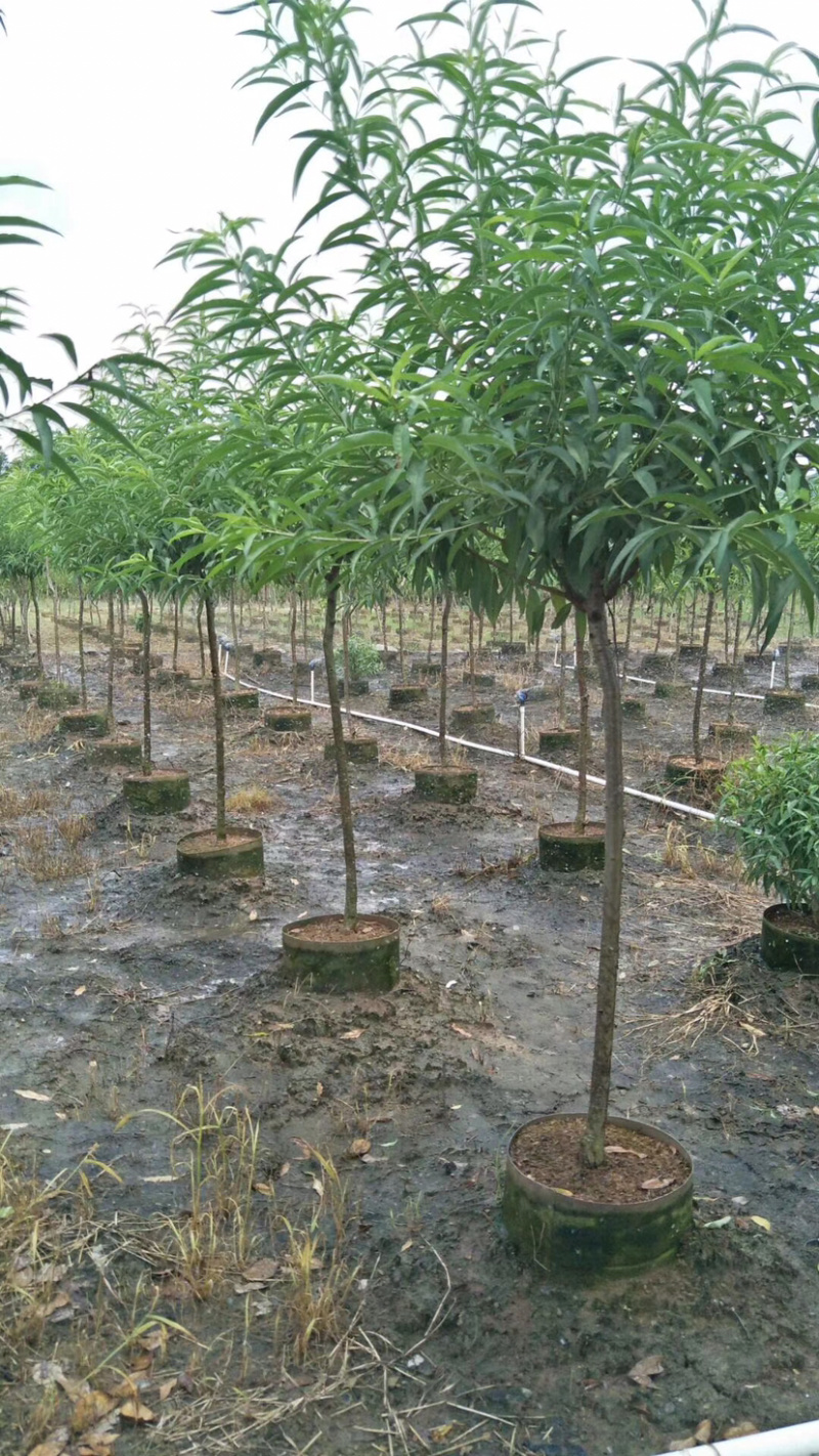 桃花树苗桃花苗碧桃苗3.4.5公分大量现货