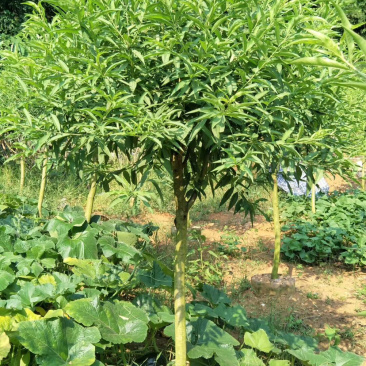 桃花树苗桃花苗碧桃苗3.4.5公分大量现货