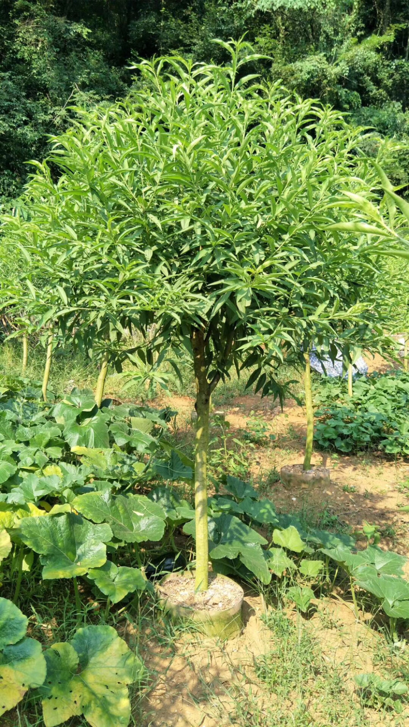 桃花树苗桃花苗碧桃苗3.4.5公分大量现货