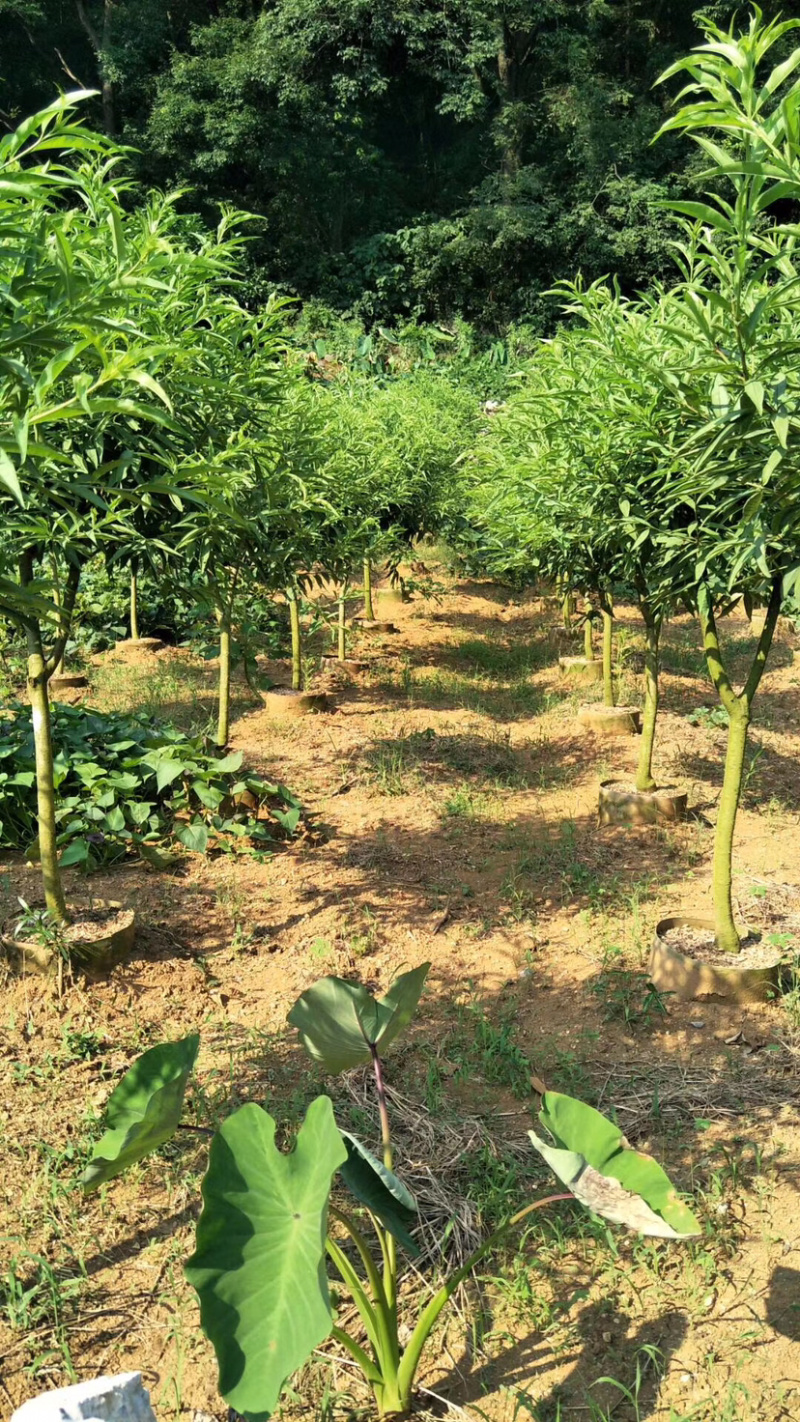 桃花树苗桃花苗碧桃苗3.4.5公分大量现货