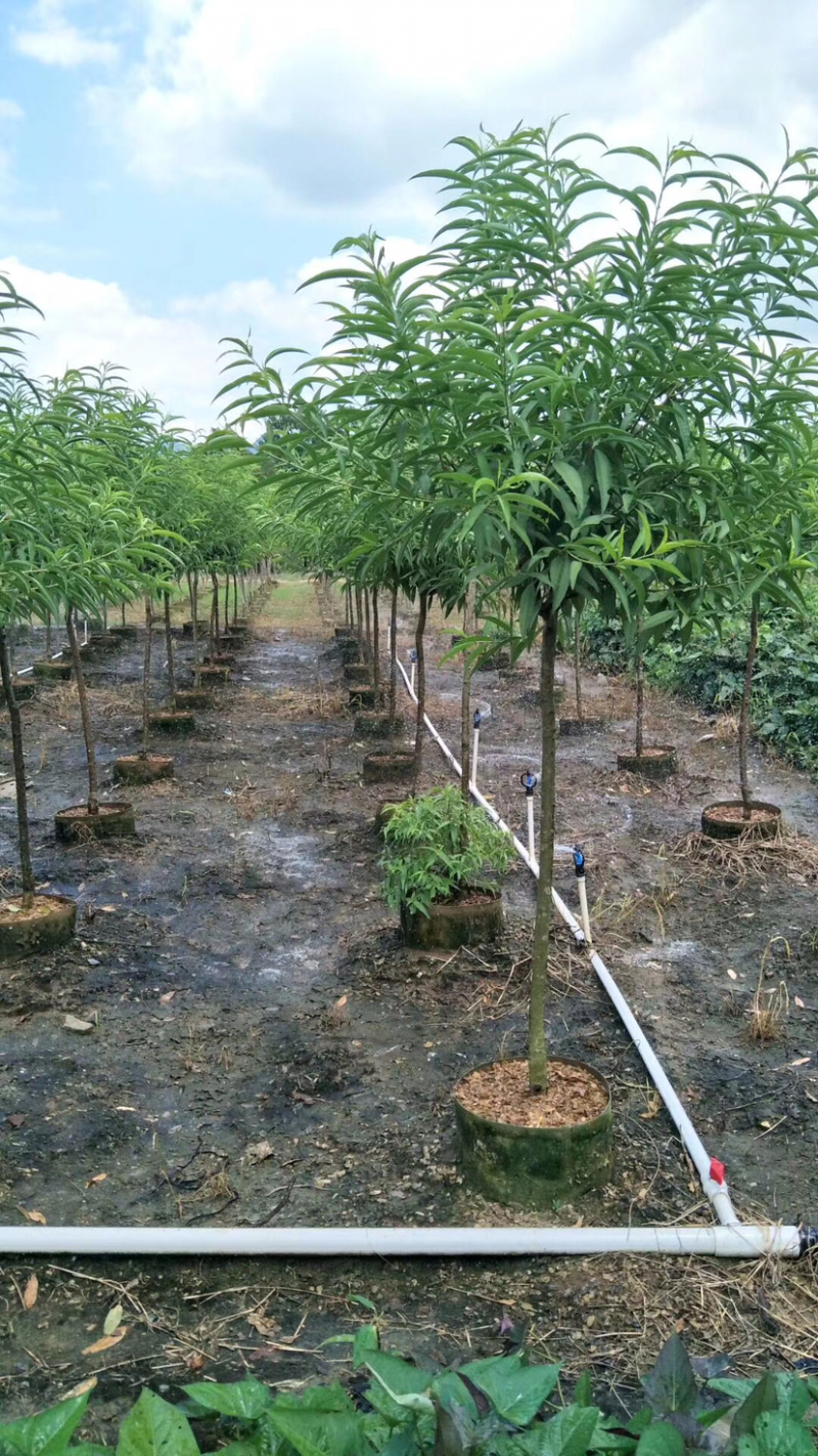 桃花树苗桃花苗碧桃苗3.4.5公分大量现货