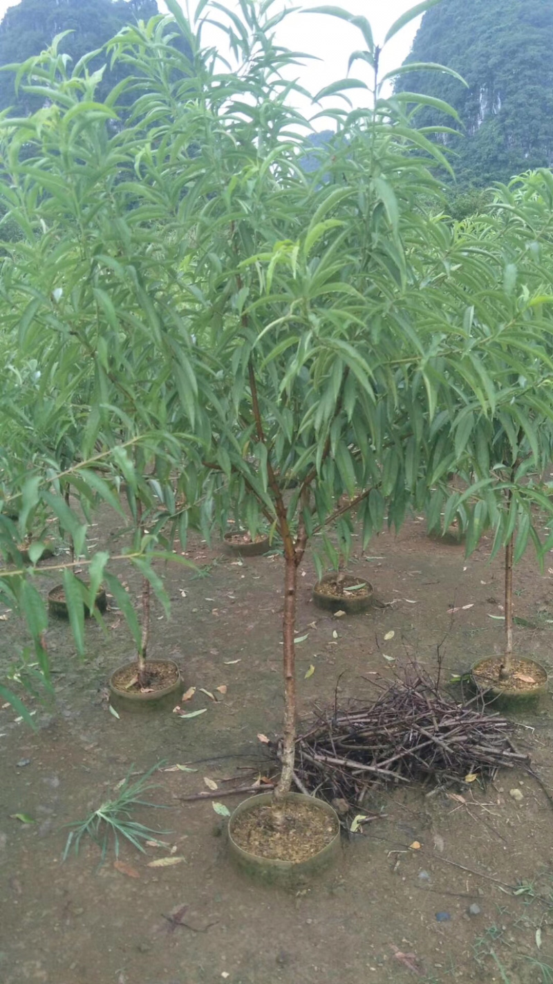桃花树苗桃花苗碧桃苗3.4.5公分大量现货