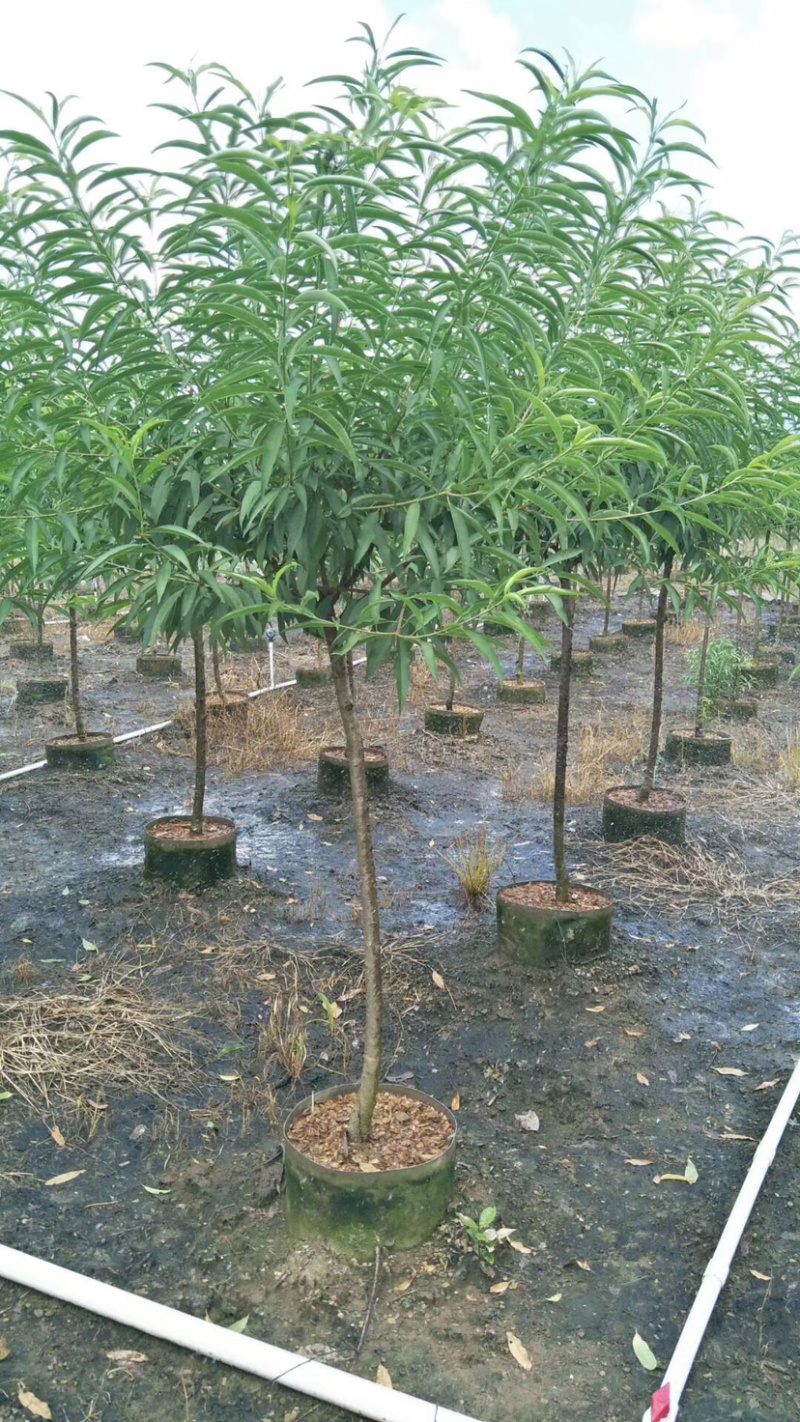 桃花树苗桃花苗碧桃苗3.4.5公分大量现货