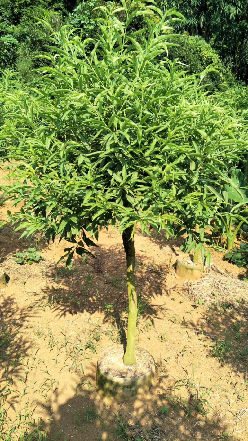 桃花树苗桃花苗碧桃苗3.4.5公分大量现货