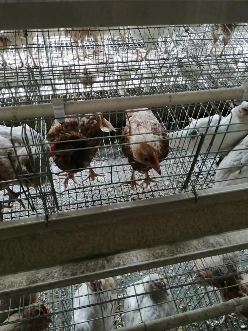 养鸡设备，有需要的老板欢迎致电