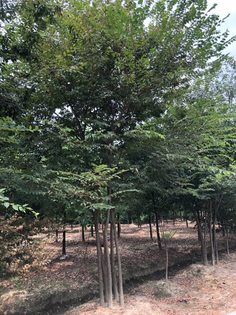 丛生乌桕，乌桕树，乌桕小苗，15公分乌桕