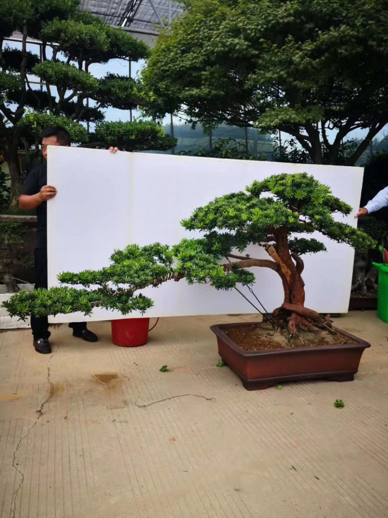小叶黄杨，小叶黄杨球，小叶黄杨苗，小叶黄杨床苗