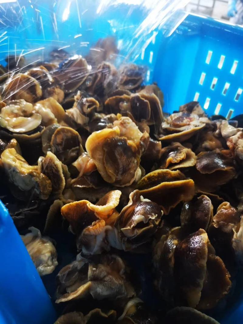 高压锅蒸煮香螺肉玉螺肉坐标丹东东港海源水产