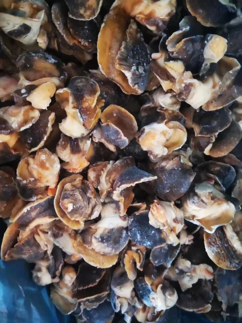 高压锅蒸煮香螺肉玉螺肉坐标丹东东港海源水产