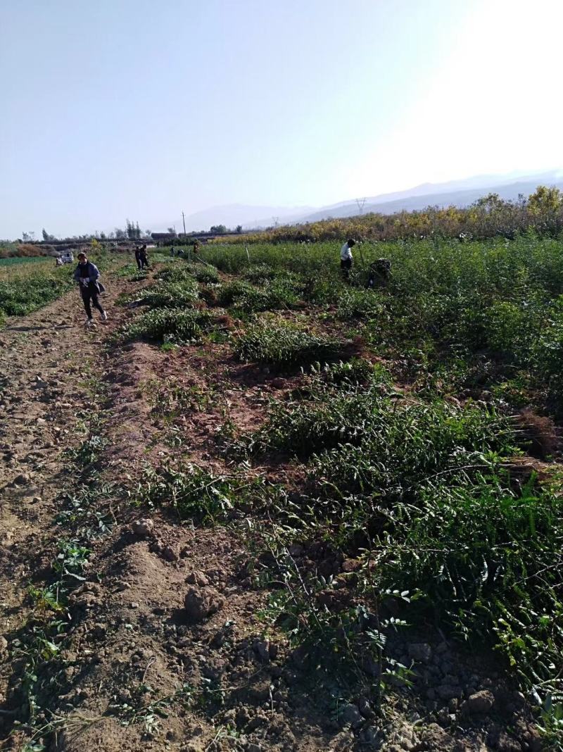 文冠果苗二年苗20万清地处理。货源充足价格实惠