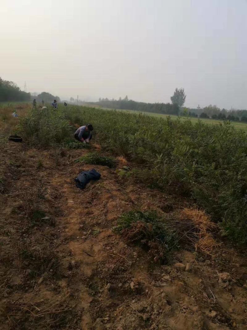 文冠果苗二年苗20万清地处理。货源充足价格实惠