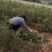 文冠果苗二年苗20万清地处理。货源充足价格实惠