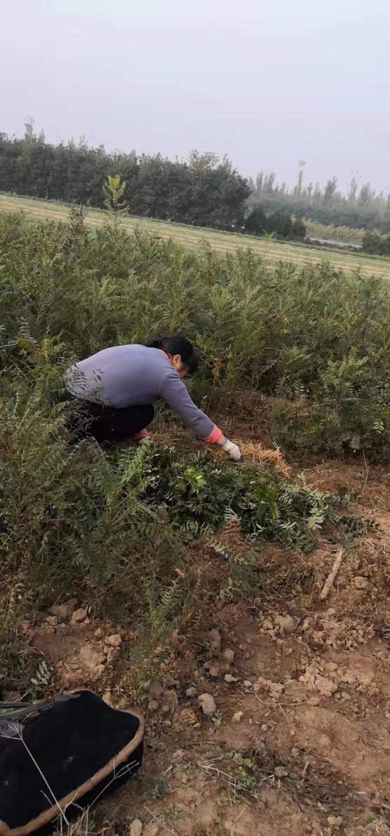 文冠果苗二年苗20万清地处理。货源充足价格实惠