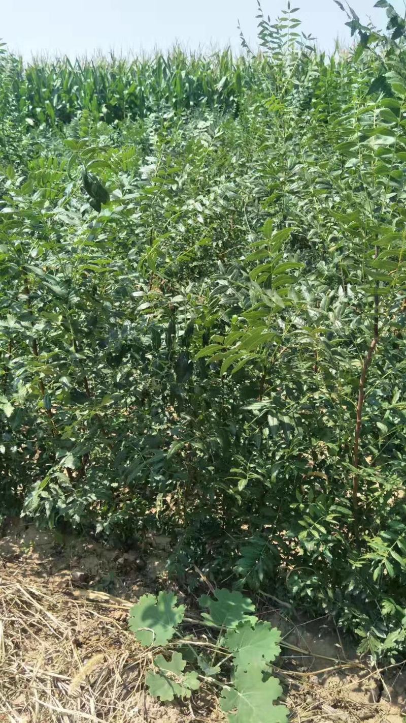 文冠果苗二年苗20万清地处理。货源充足价格实惠