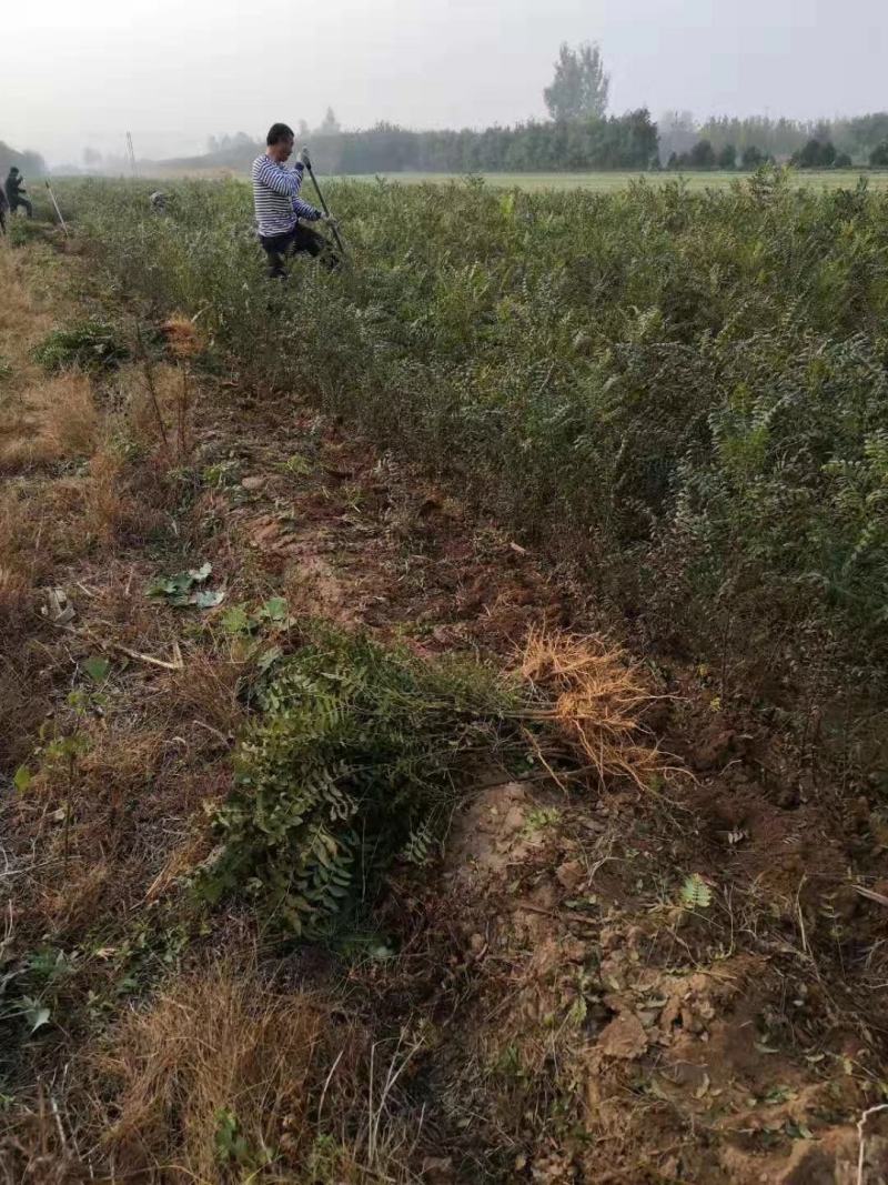 文冠果苗二年苗20万清地处理。货源充足价格实惠