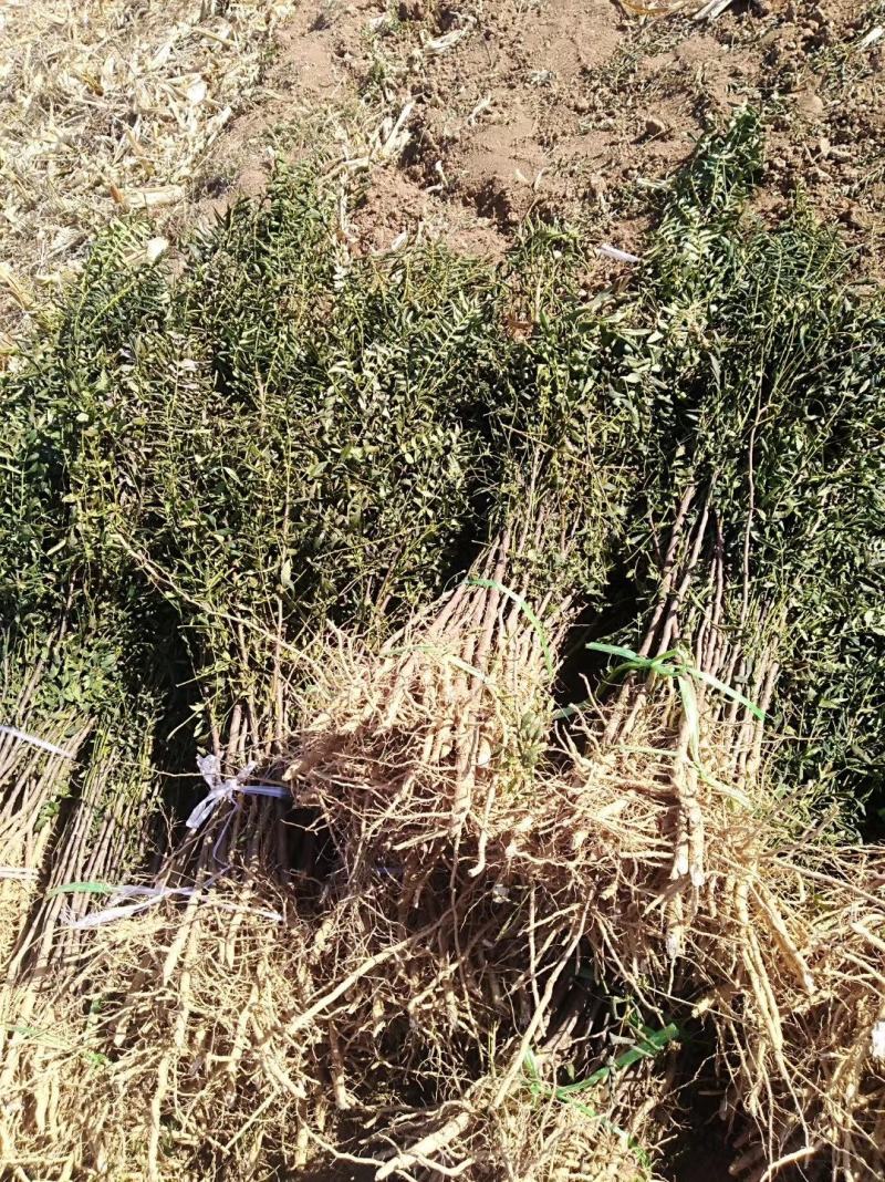 文冠果苗二年苗20万清地处理。货源充足价格实惠